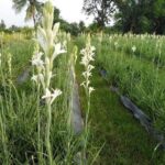 โอกาสดีสำหรับเกษตรกร! ร่วมเป็นคู่ค้ากับบริษัทชั้นนำ รับซื้อผลผลิตต่อเนื่อง พร้อมสนับสนุนการเติบโต เริ่มต้นเพียง 10 ไร่ ขึ้นไป